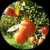 Citrus