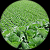 Cabbage